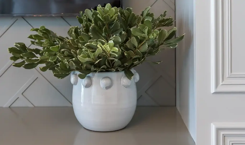 HL